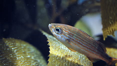 a large-toothed cardinalfish, or tiger cardinalfish swimming in the kelp