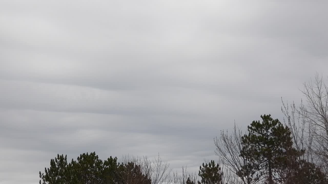 Grey Overcast Clouds Timelapse with Tops of Trees Showing, Static Shot
