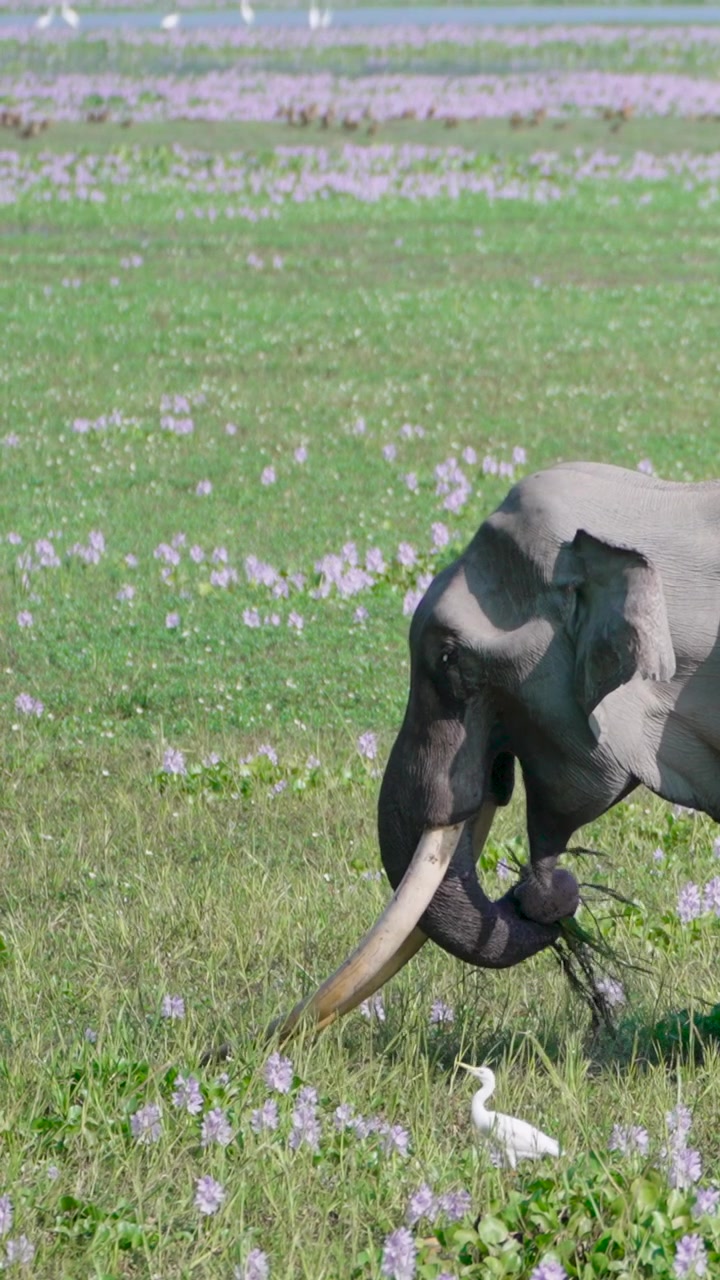 A majestic wild elephant with large tusks grazes in a vibrant green field filled with purple wildflowers and white egrets in India. Ideal for wildlife documentaries and sustainability themes.