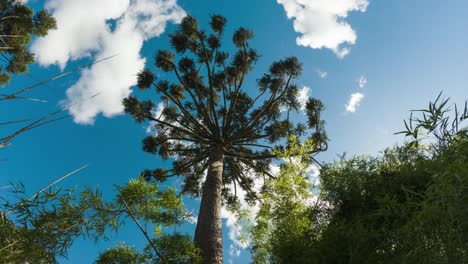 brazilian pine tree seen from below against a blue sky and clouds, time-lapse shot