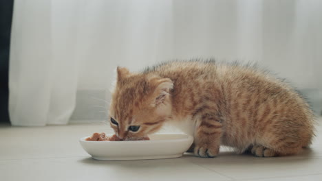 cute cat eats from his bowl by the window