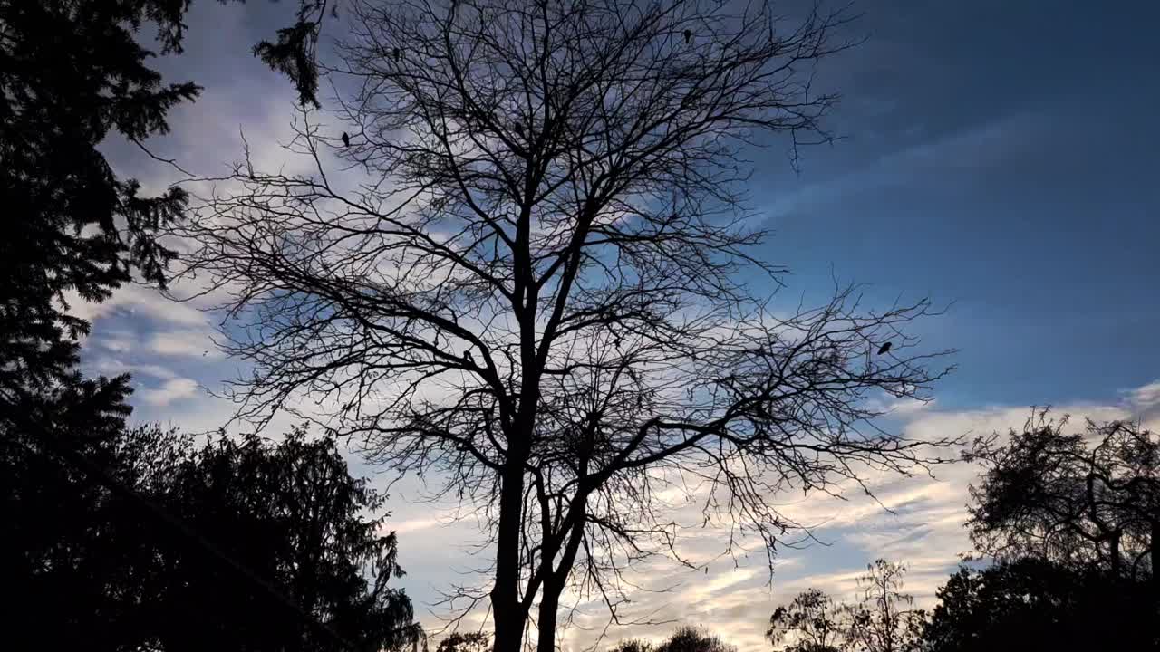 시간 경과 - 일몰의 푸른 하늘과 새가 있는 잎이 없는 나무를 통해 - karlsruhe, 독일 - 11월 5일