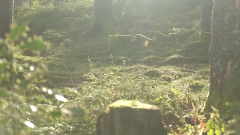 Holzlandschaft-Bei-Sonnenuntergang-Mit-Spinnennetz-In-Lichtstrahlen