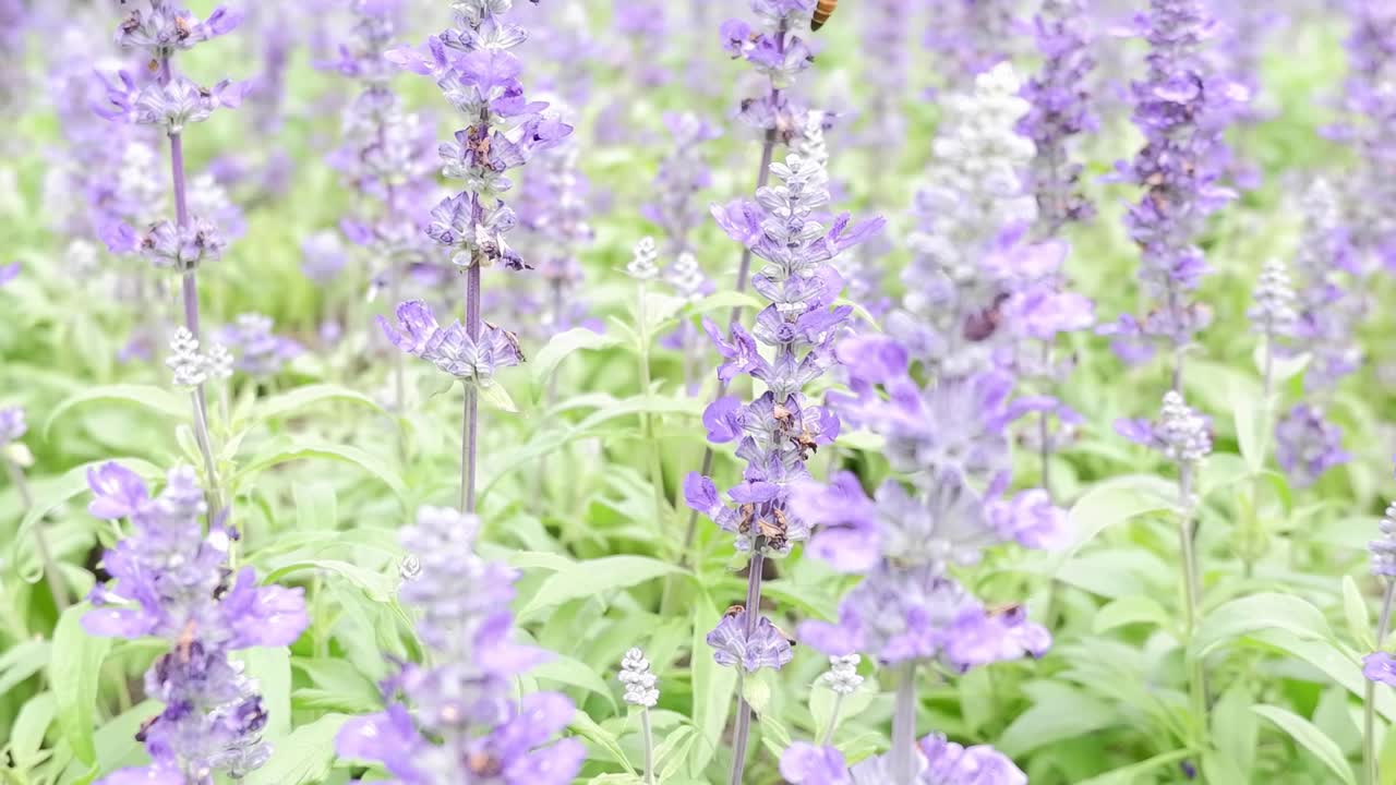 A detailed look at vibrant lavender flowers swaying gently in the breeze.