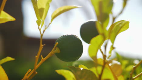 árbol de lima con frutos