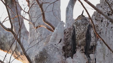 Camera-zooms-out-while-the-owl-looks-over-her-right-wing-as-seen-on-top-of-its-nest,-,-Spot-bellied-Eagle-Owl-Ketupa-nipalensis,-Thailand