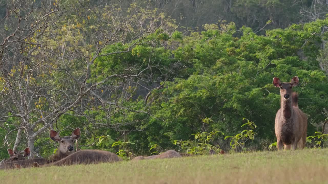 꼬리를 흔들며 오른쪽에 서있는 암컷, 알람으로 카메라를 바라보고, 다른 사람들은 땅에 쉬고, 삼바 사슴, 루사 단색, 푸 키아오 야생 동물 보호 구역, 태국