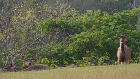 Ein-Weibchen-Steht-Rechts-Und-Wedelt-Mit-Dem-Schwanz-Und-Blickt-Alarmiert-In-Die-Kamera,-Andere-Ruhen-Auf-Dem-Boden,-Sambarhirsch,-Rusa-Unicolor,-Phu-Khiao-Wildschutzgebiet,-Thailand