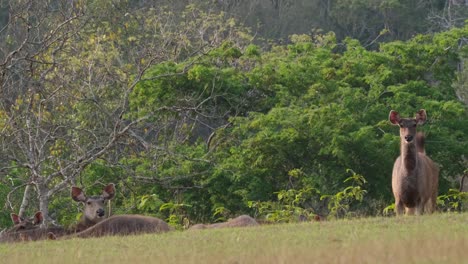 una hembra de pie a la derecha moviendo la cola, mirando hacia la cámara con alarma, otros descansando en el suelo, ciervo sambar, rusa unicolor, santuario de vida silvestre de phu khiao, tailandia