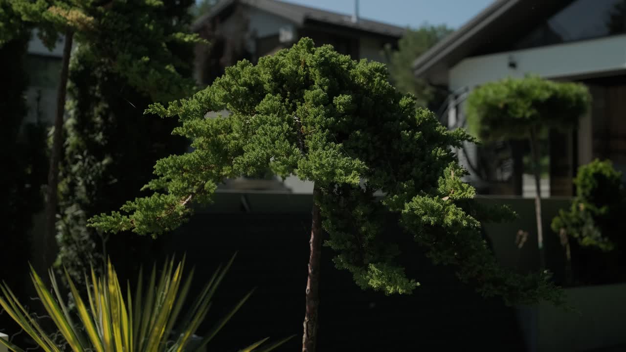 A beautiful green tree in a garden setting