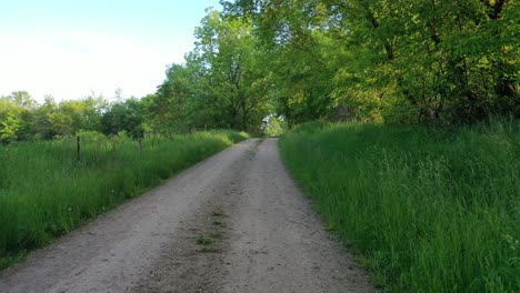 forest trail path