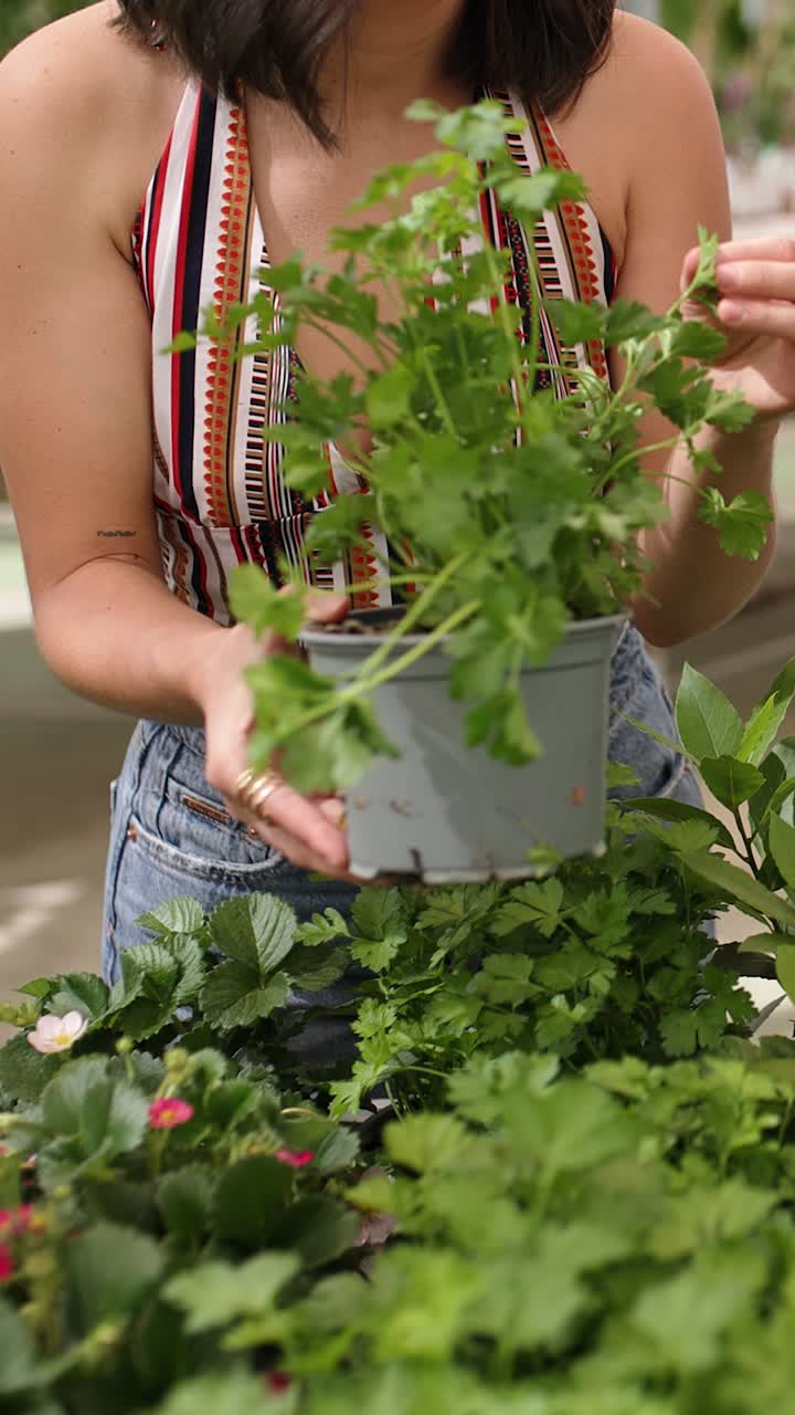 Gardener holding parsley pot in greenhouse. Vertical