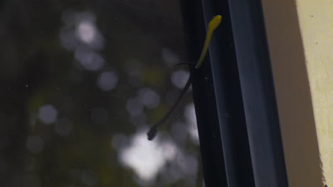 dendrelaphis tristis aka daudin's bronze back tree-snake sits and slithers on a window