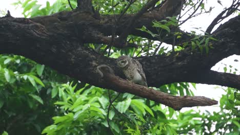 spotted owl or athene brama scratching himself on a old large tree during evening time in rural area of north india