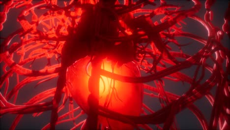 Blood-vessel-system-and-heart