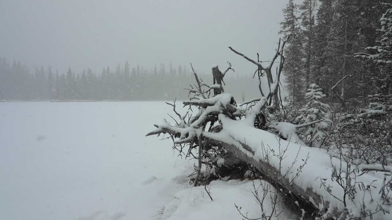Snowy day in Kananaskis country in the Canadian Rockies.