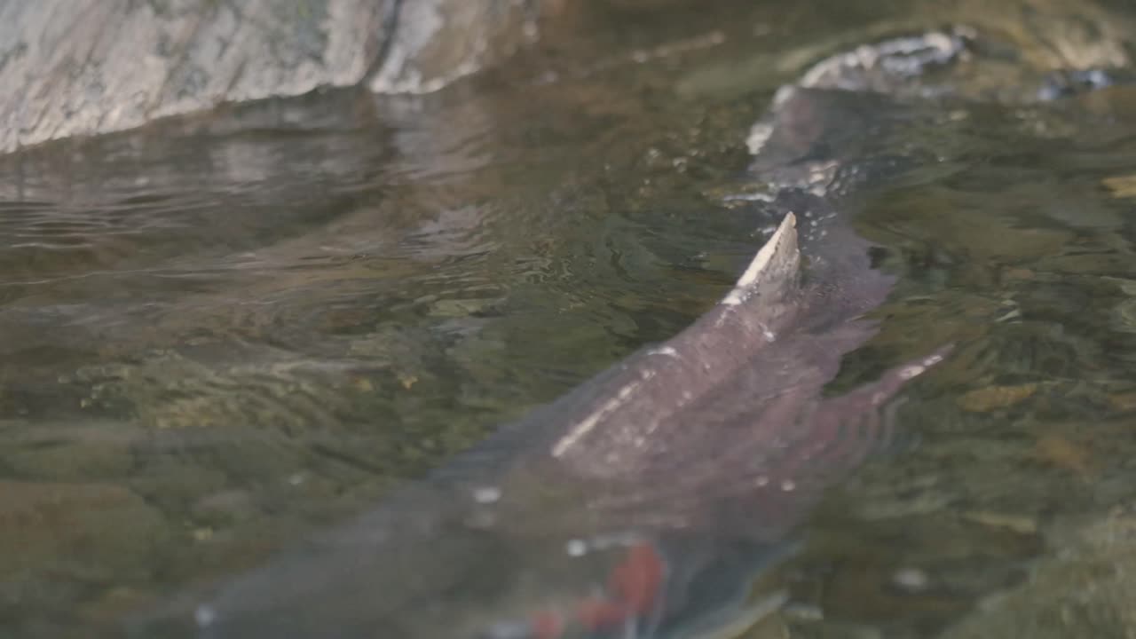 Detail of the dorsal fin of a spawning Coho salmon in a small creek in British Columbia, Canada.