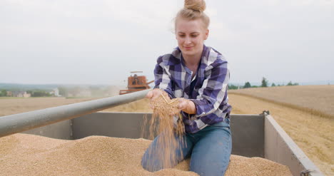 wheat grains in farmer hands agriculture 10