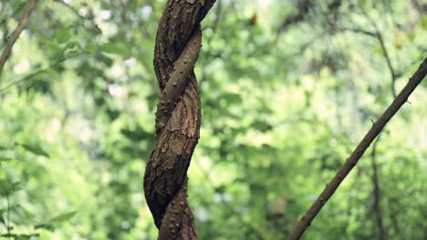 Vines-Close-up-Detail-in-Tropical-Forest-Landscape-in-Africa,-Lush-Greenery-and-Twisted-Vine-in-Kilimanjaro-National-Park-in-Tanzania-in-African-Scene-of-Greenery,-Trees-and-Nature