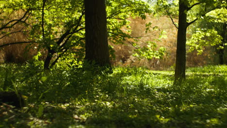 Heiterer-Wald,-Ruhig,-Friedlich,-Warm