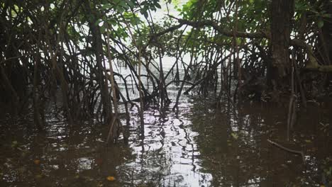 Un-Primer-Plano-De-Los-árboles-De-Un-Bosque-Tropical-De-Manglares,-Como-Pequeñas-Olas-Del-Río-Mondovi,-Empujando-Hacia-Arriba-A-Través-De-Las-Raíces-Expuestas,-Goa,-India