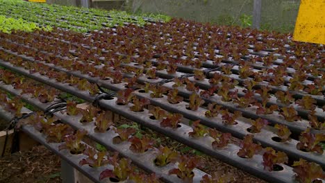 thousands of organic lettuce seedlings inside greenhouse ready to be planted