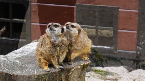 small mammal meerkats seated on a log at wildlife park