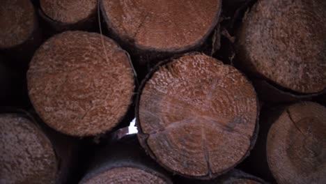 Cutted-trees-stacked-up-for-drying-1