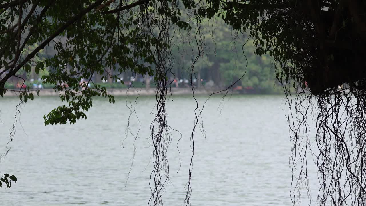 매달린 포도나무 가 있는 조용 한 호수 의 정적 한 풍경