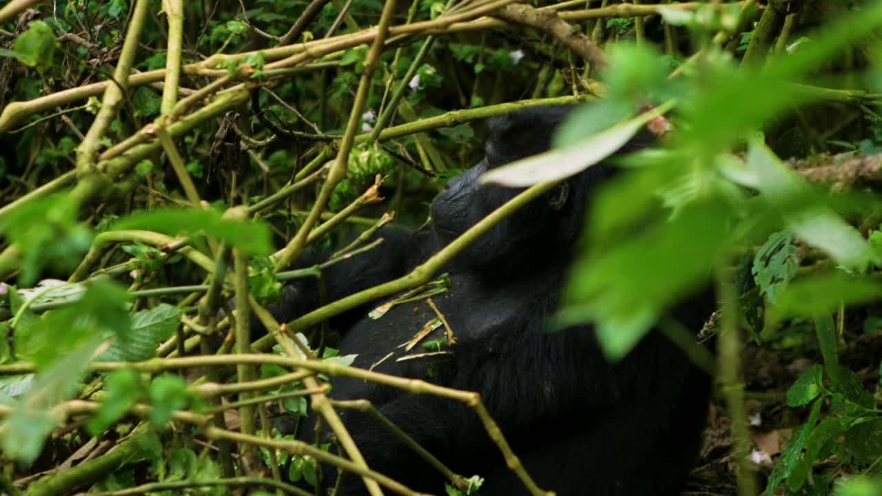 Grande gorilla robusto che mangia in natura, seduto e rilassato nella foresta