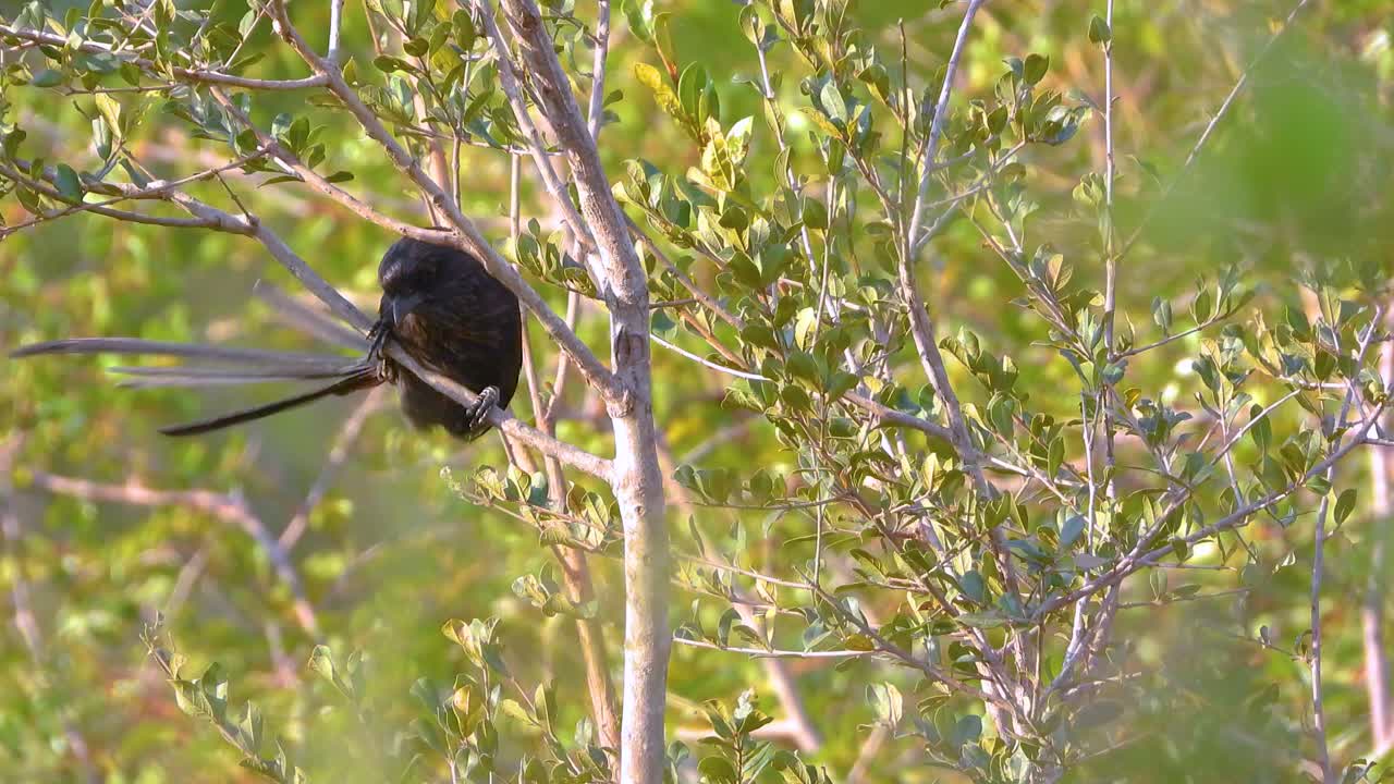 una toma media de un camarón urraca equilibrándose en un día de viento en una rama, el parque nacional kruger.