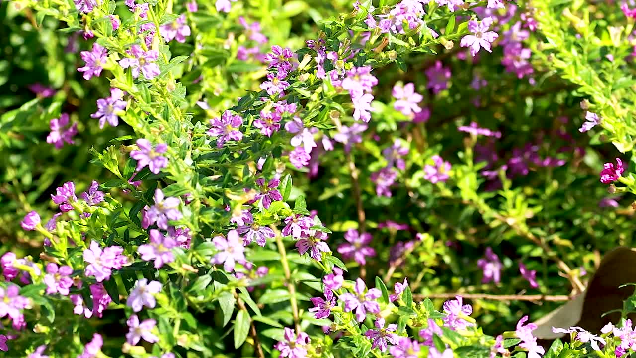 Vibrant purple flowers flourish in dense greenery, creating a serene and colorful natural scene.