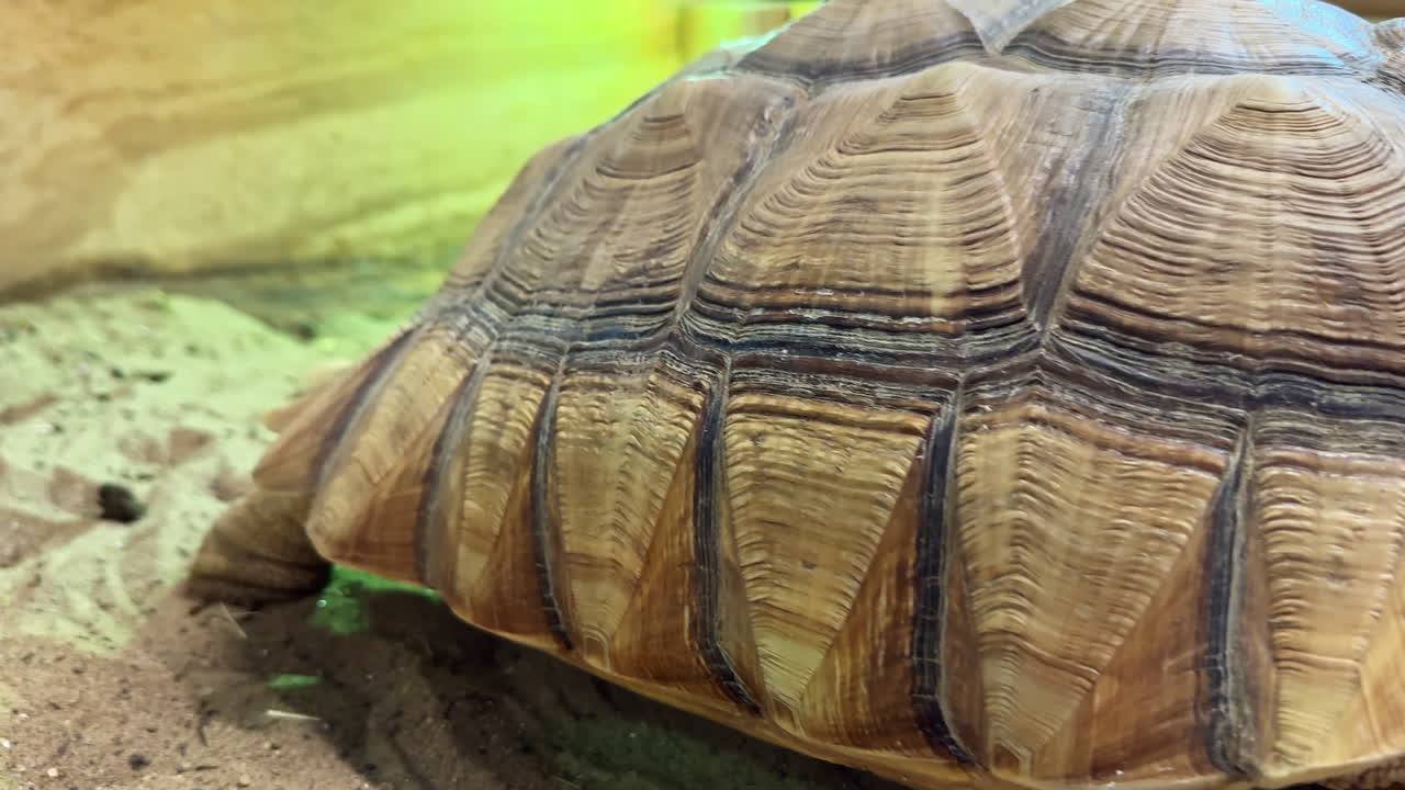 Turtle moves slowly across sandy surface in indoor enclosure during daylight hours in a wildlife center