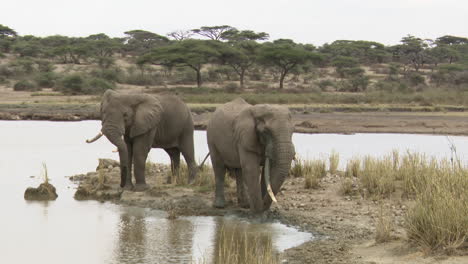 Elefante-Africano-Toros-Tirando-Barro