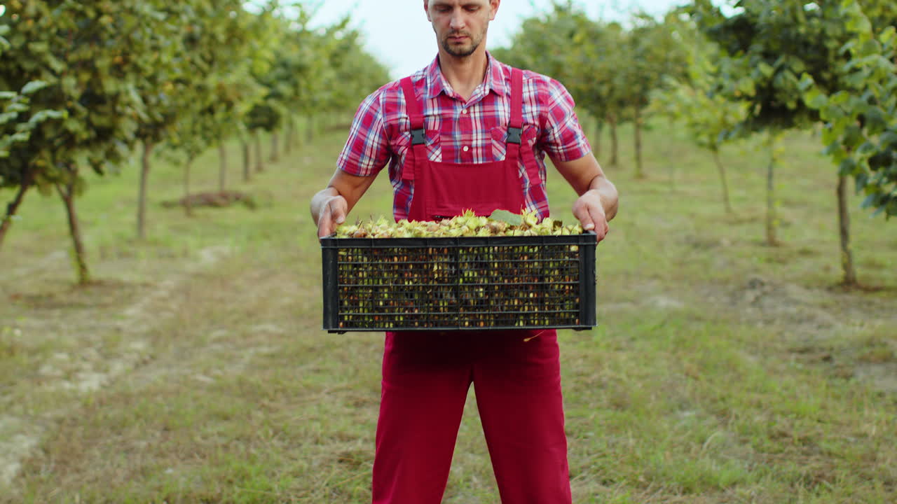 un agrónomo feliz muestra una buena cosecha de avellanas crudas sosteniendo una caja llena de nueces en las manos en el jardín