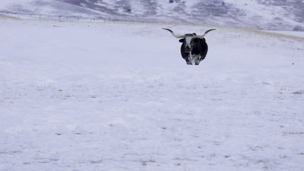 Texas Longhorn Walking Through Field, Camera Right, Snowy Landscape, 4K