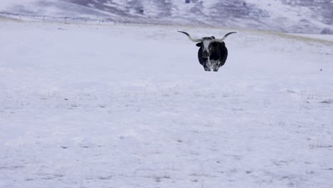 texas longhorn walking through field, camera right, snowy landscape, 4k