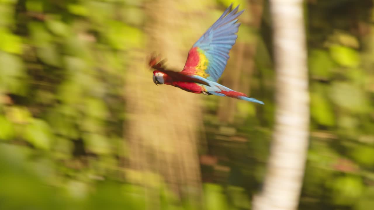 Scarlet Macaw flying joins its mate as they soar over the Lush green Amazon rain forest