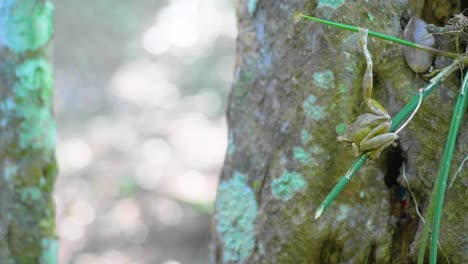 discover the incredible camouflage of a green frog blending seamlessly with a tree trunk