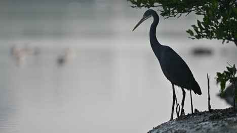 Westlicher-Riffreiher,-Der-Fische-In-Den-Flachen,-Ruhigen-Backwaters-Des-Sumpflandes-In-Bahrain-Jagt