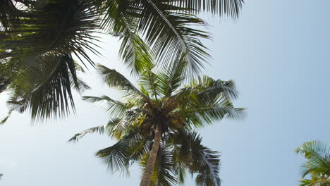 grazioso movimento lento della fotocamera guardando le palme tropicali in un luminoso giorno di sole