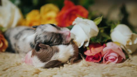 two newborn puppies lie near a bouquet of flowers