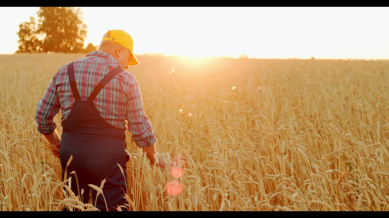 Farmer in a Wheat Field at Sunset