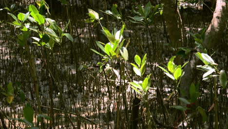 swaying gently as they are being blown by the wind, mangrove seedlings are basking in the sunlight that goes through the leaves of the mangrove trees