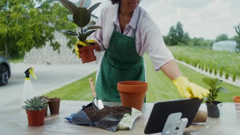 woman gardening, planting a fiddle leaf fig