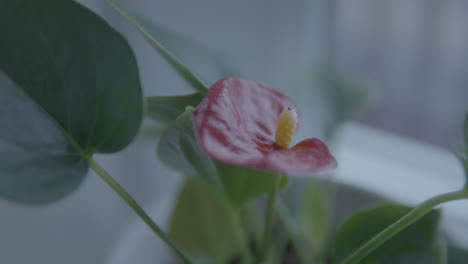 anthurium family araceae - beautifully bloomed flower in home environment stands on windowsill