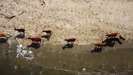 Rebaño-De-Vacas-Aérea-De-Arriba-Hacia-Abajo-Playa-Contaminada-Con-Basura-Basura-Desechos-Plásticos,-Contaminación-Del-Océano-Vida-Silvestre-Contaminación-De-La-Madre-Tierra