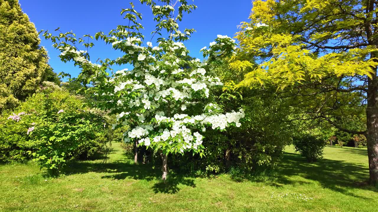 Detailed view of Cornus kousa Venus tree with its bright bracts and green foliage in a Japanese garden - France