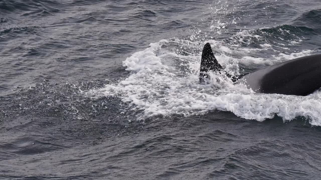 A majestic orca swimming gracefully through the water, captured in slow motion