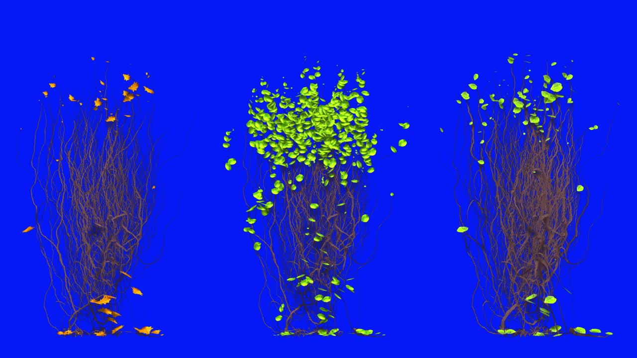 Plant Growth Animation